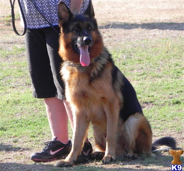 Stud Dogs - German Shepherd